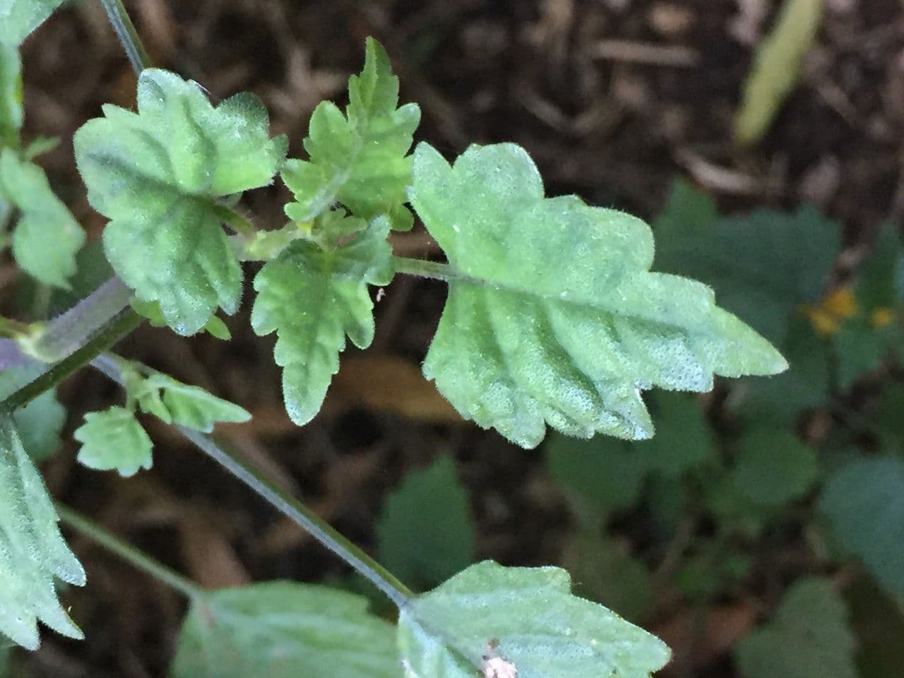 Plectranthus 15