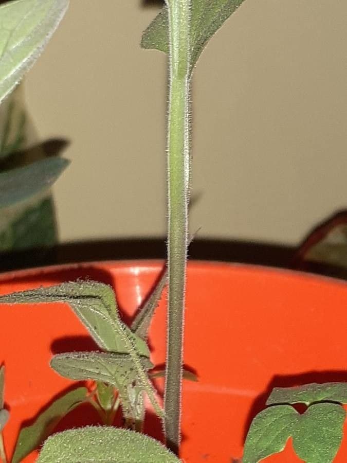 Salvia 23