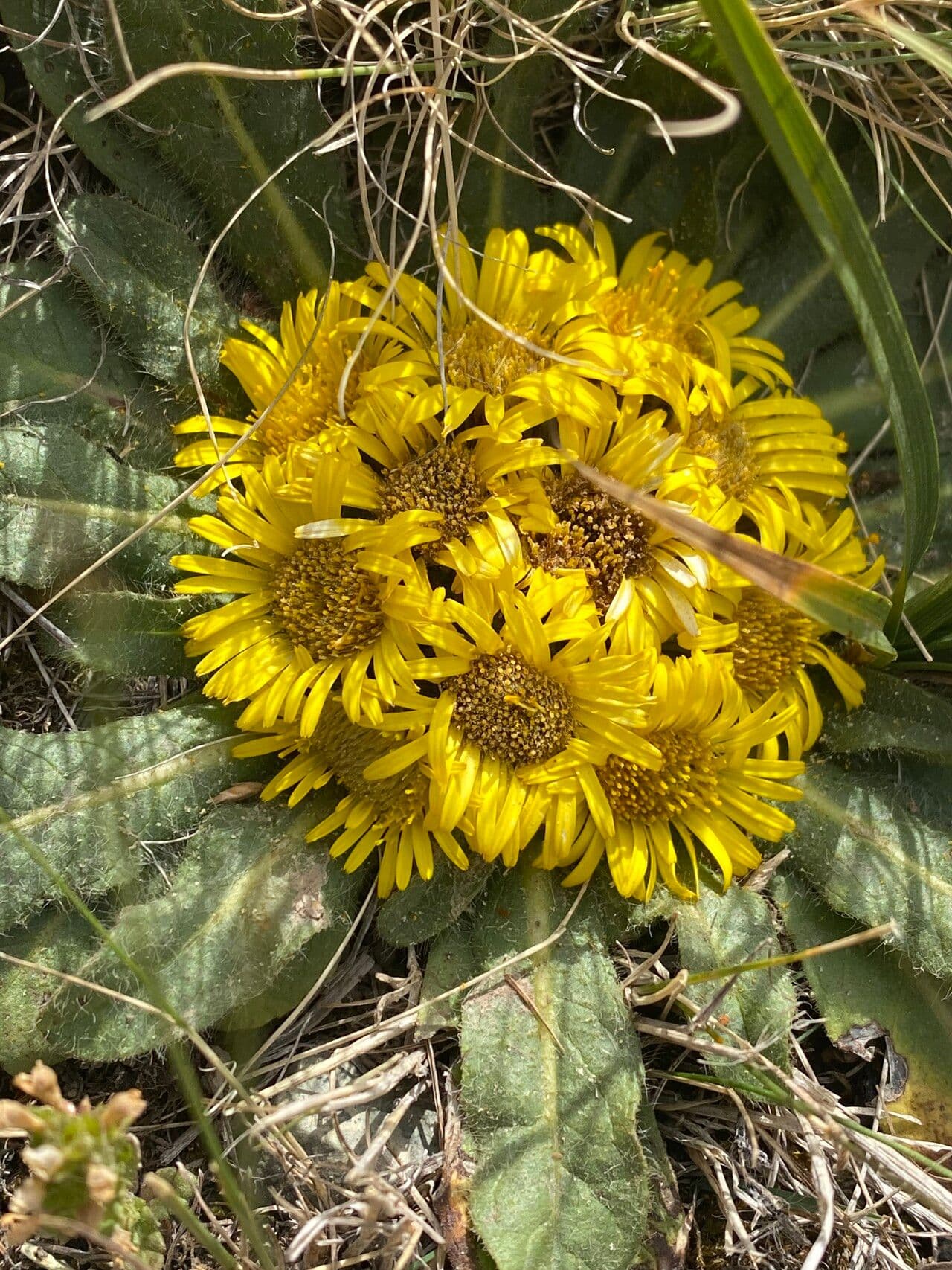 Inula