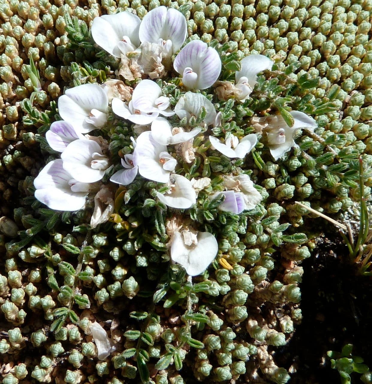 Astragalo