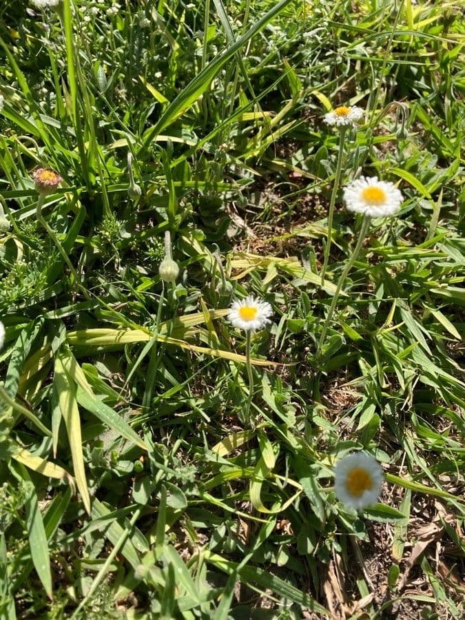 Fleabane srstnatý