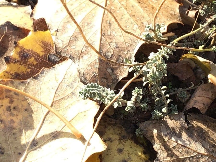 Alyssum serpyllifolium 11