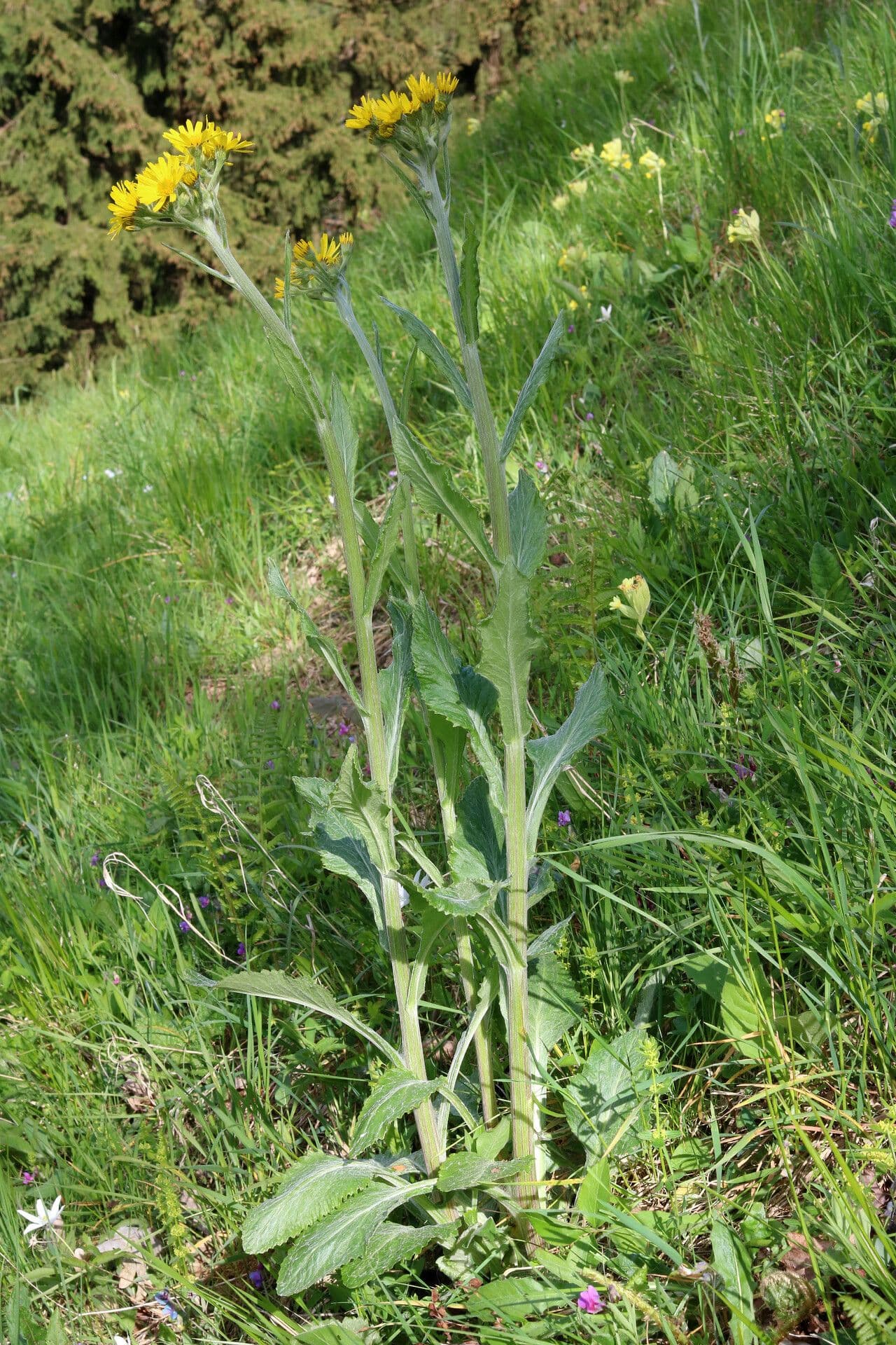 Tephroseris 4