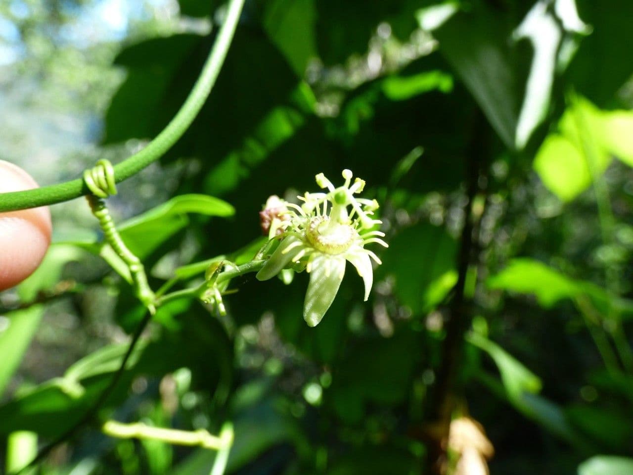 Passiflora suberosa 6