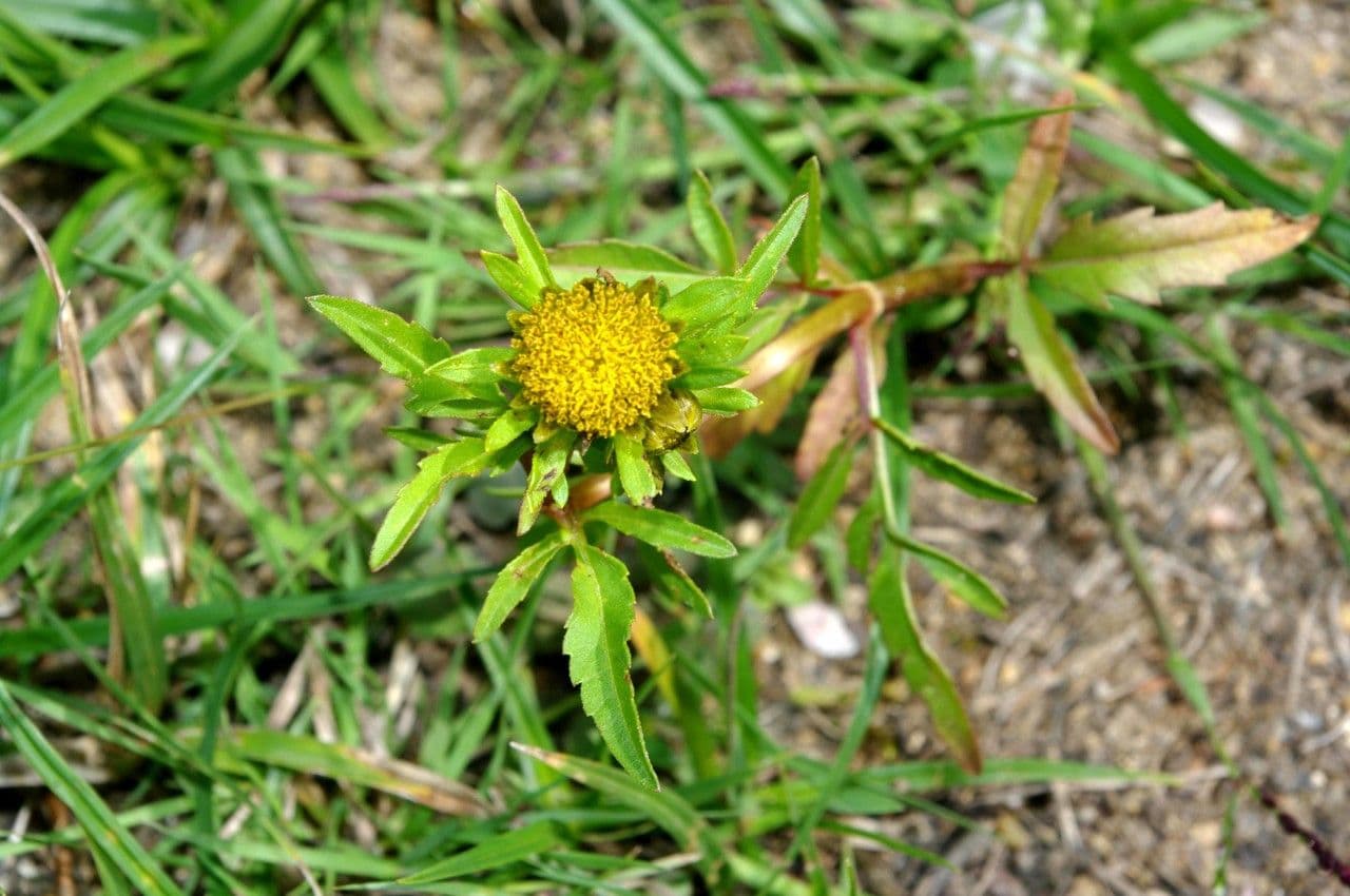 Bidens radiata 8