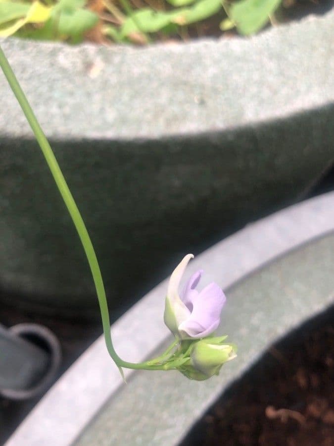 Utricularia reniforme