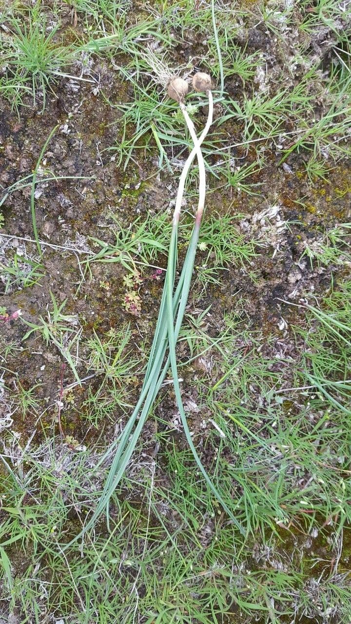 Aglio acuminato 6