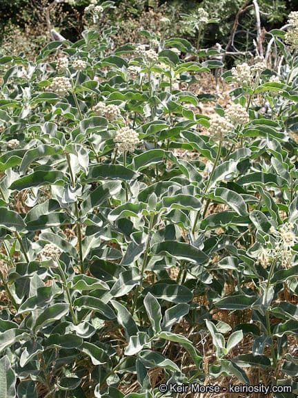 Asclepias 10