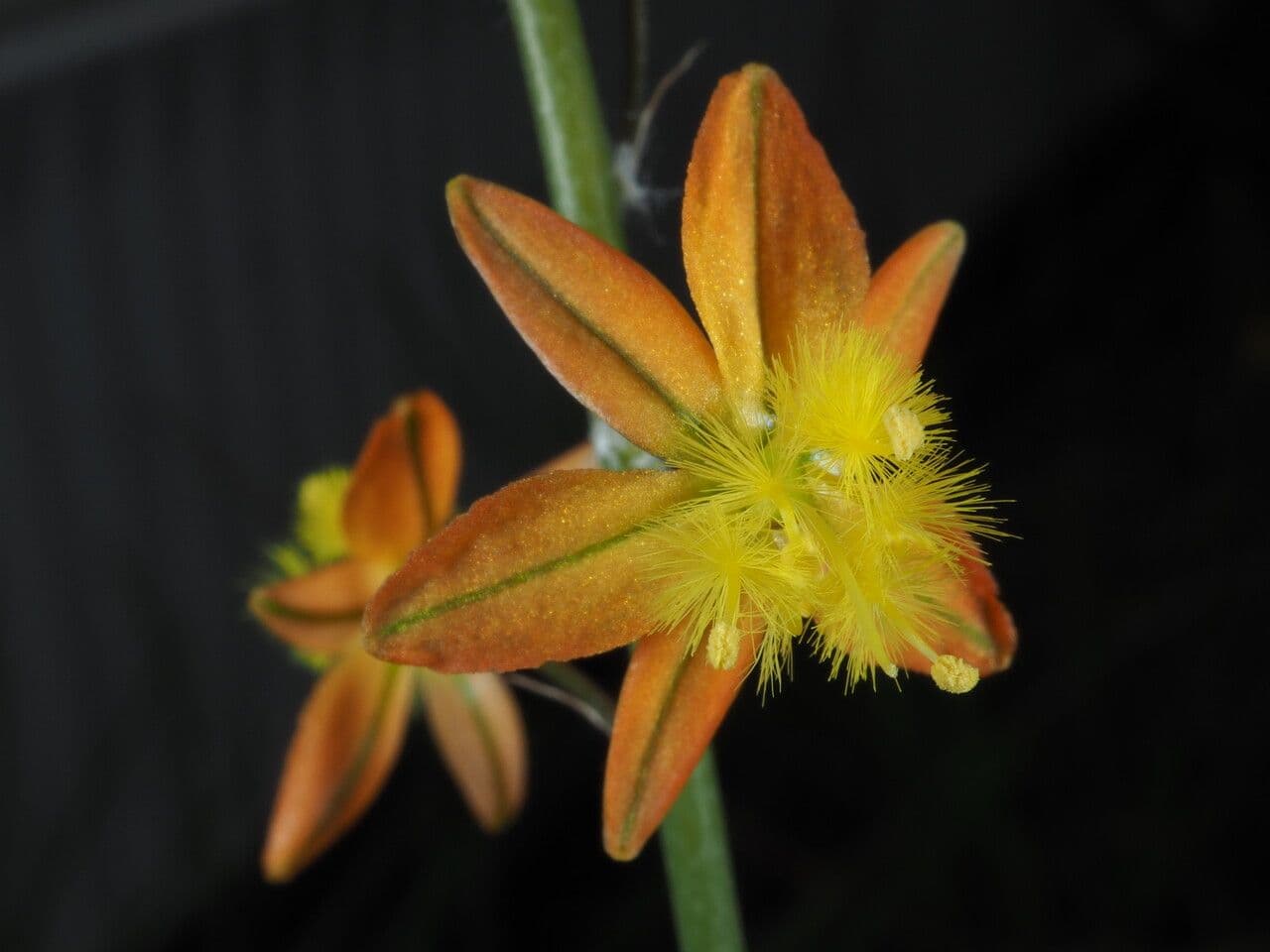 Bulbine arbustiva 9