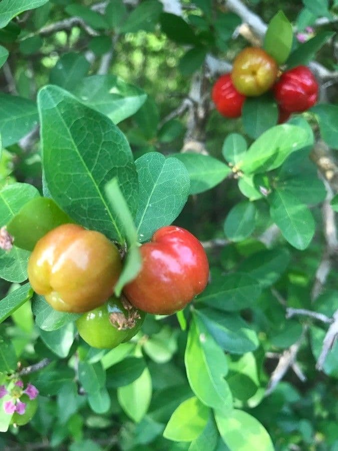 Ciliegio di Barbados 5