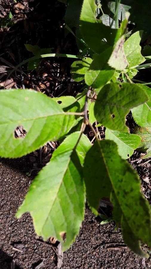 Sidalcea Cusicka 10