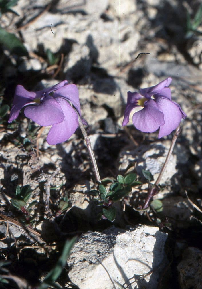 Viola 13