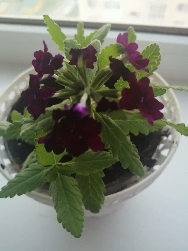 Verbena rigida 26