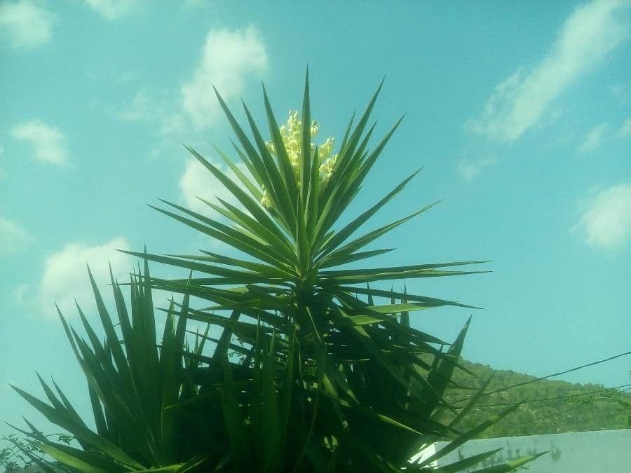 Yuca gigante 3