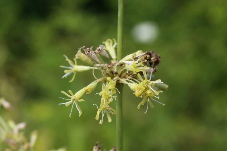 Silene 4