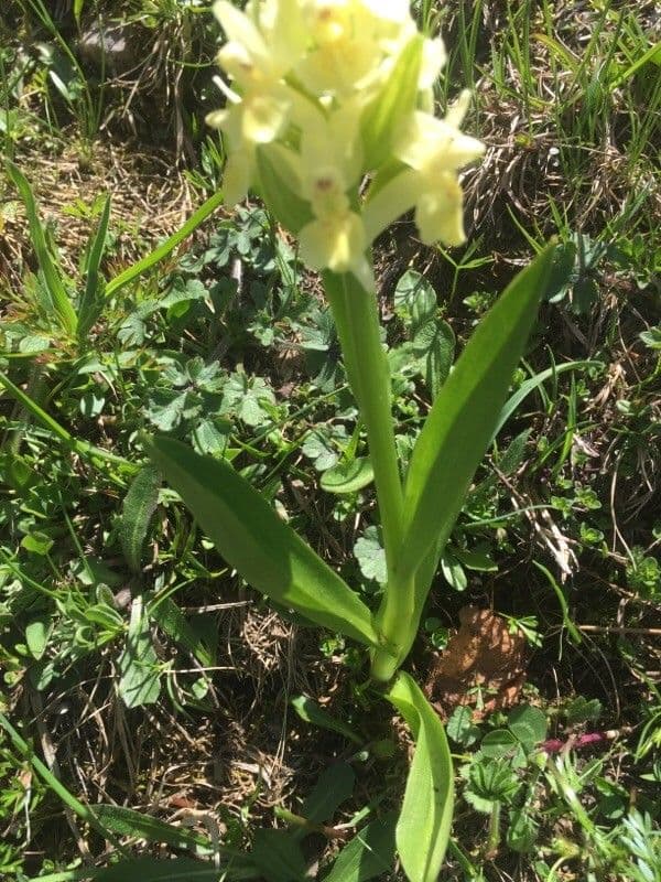 Orchidea sambucina 7