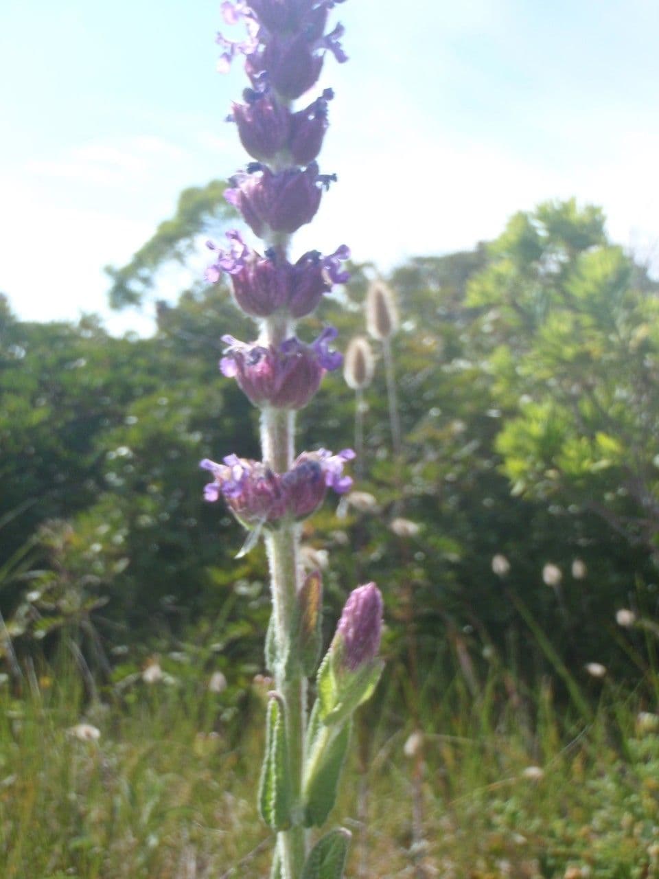 Nepeta tuberosa 2