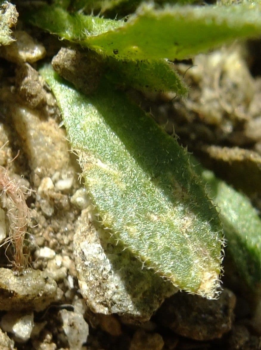 Draba 18