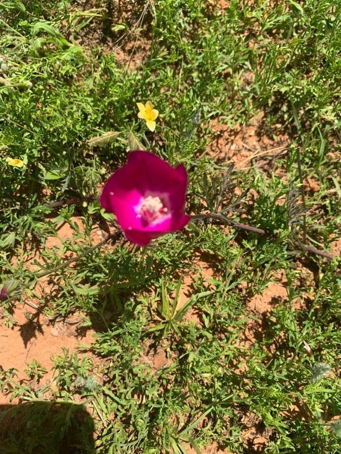 Callirhoe digitata 4