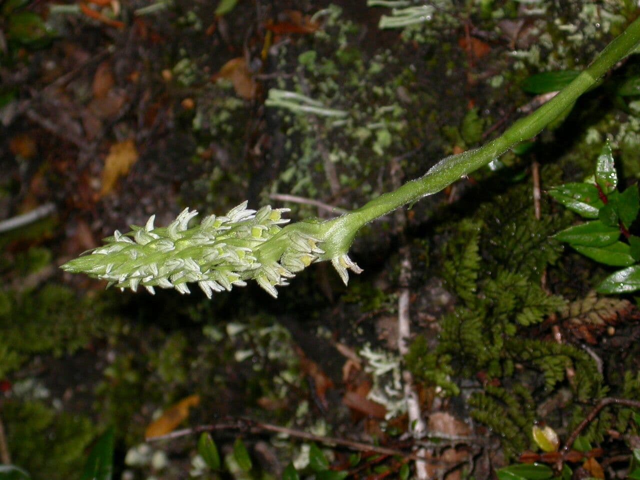 Brachystele 4