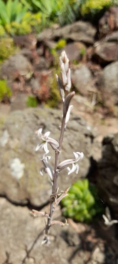 Hawortia 6