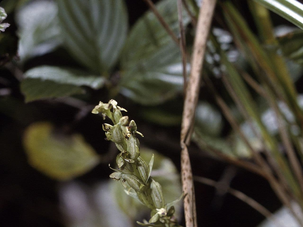 Platantera boreale 7