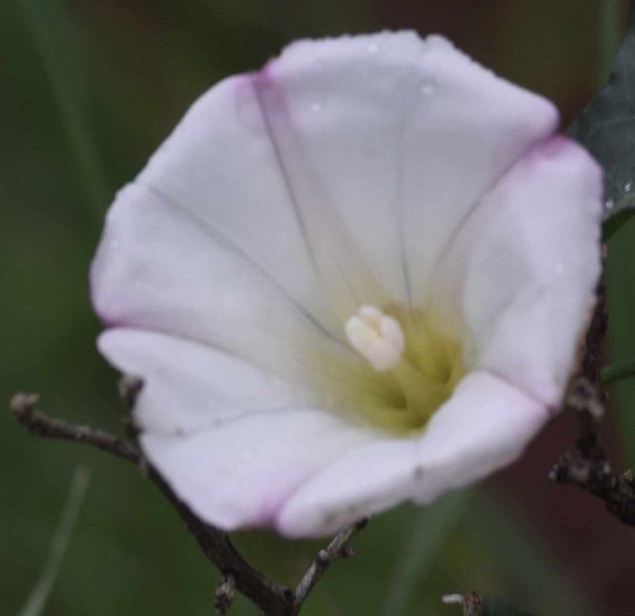 Calystegia porpora 4