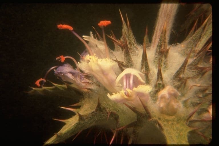Salvia cardo 2