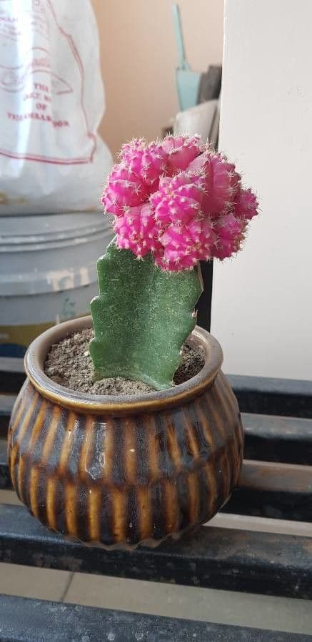 Cactus lunare 18