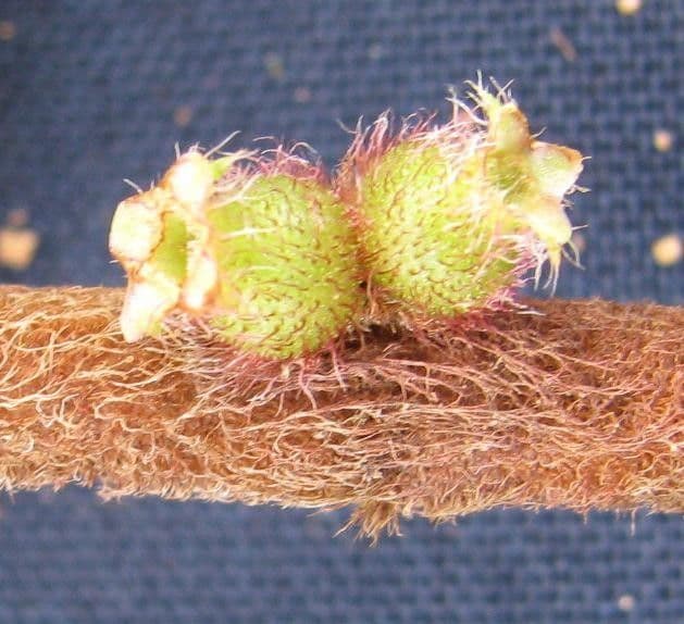 Miconia sericea 5