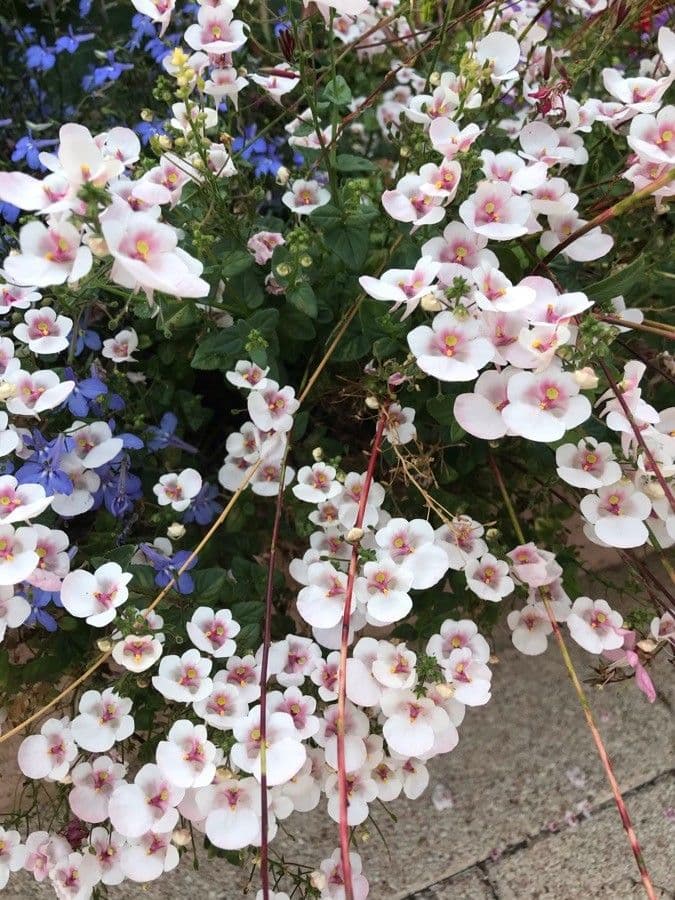 Diascia 2