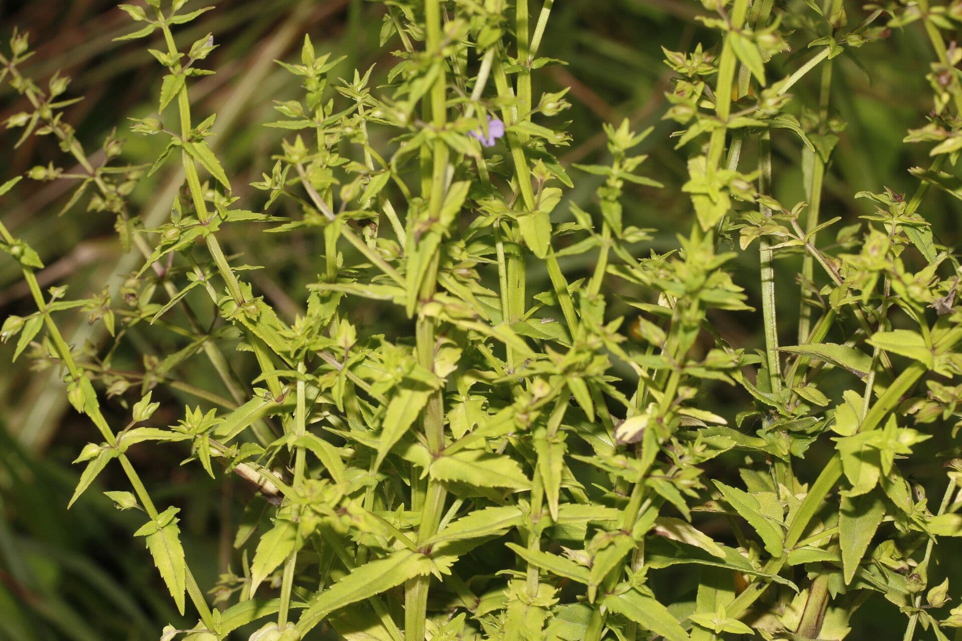 Bacopa laxiflora 12