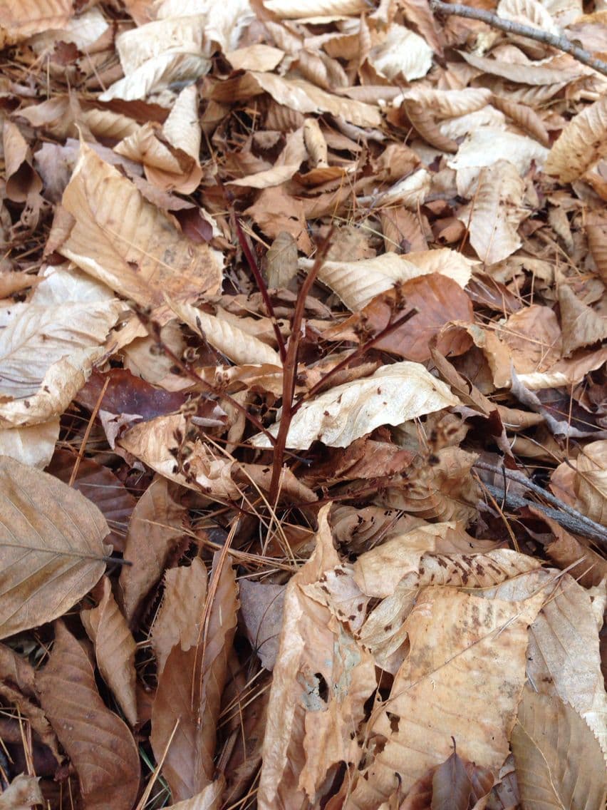 Epifagus virginiana 25