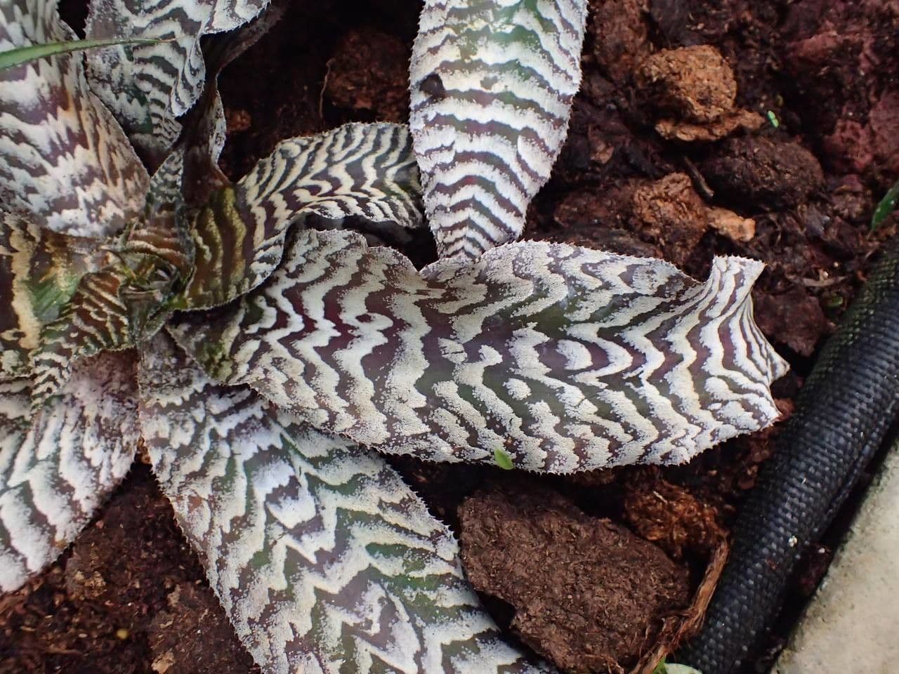 Cryptanthus 8
