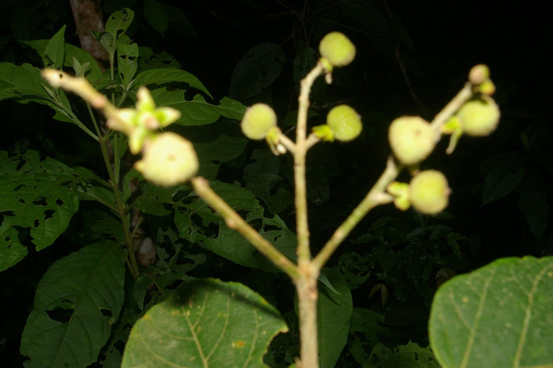 Croton 2