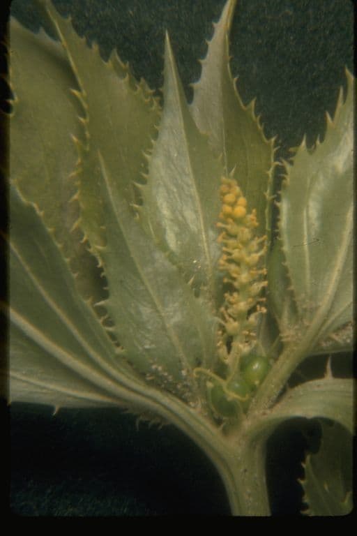 Stillingia spinulosa 5