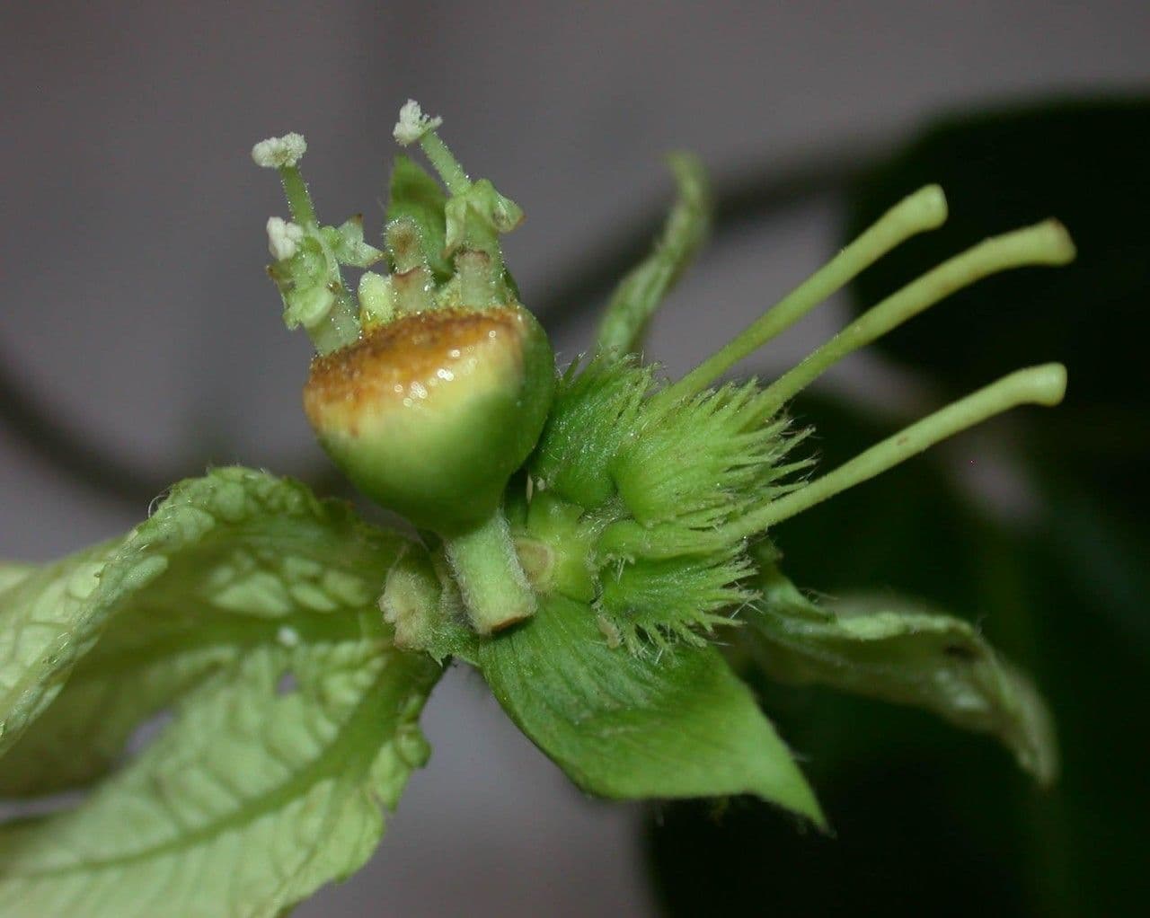 Dalechampia 3