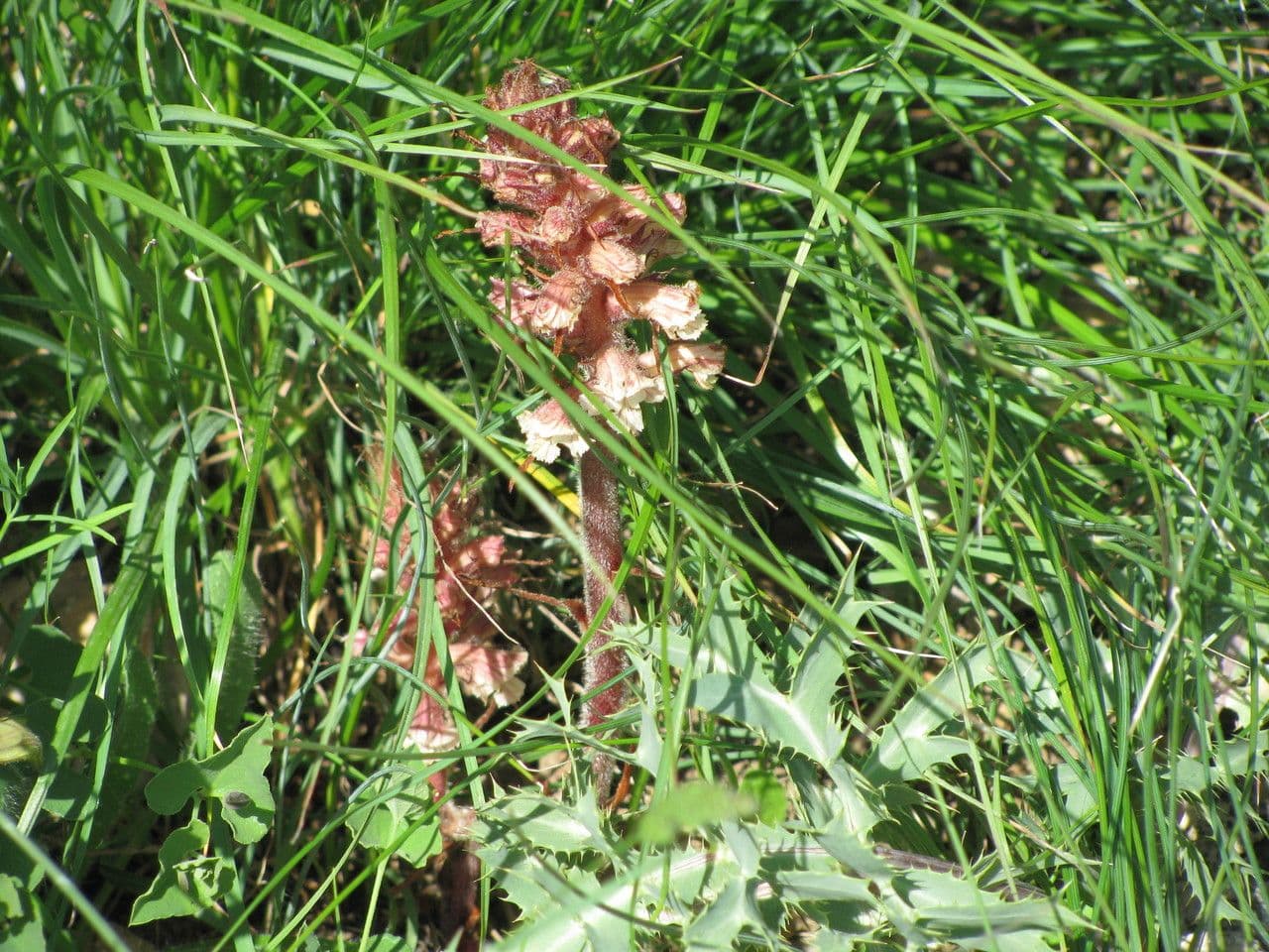 Orobanche amethystea 14