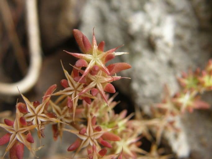 Sedum