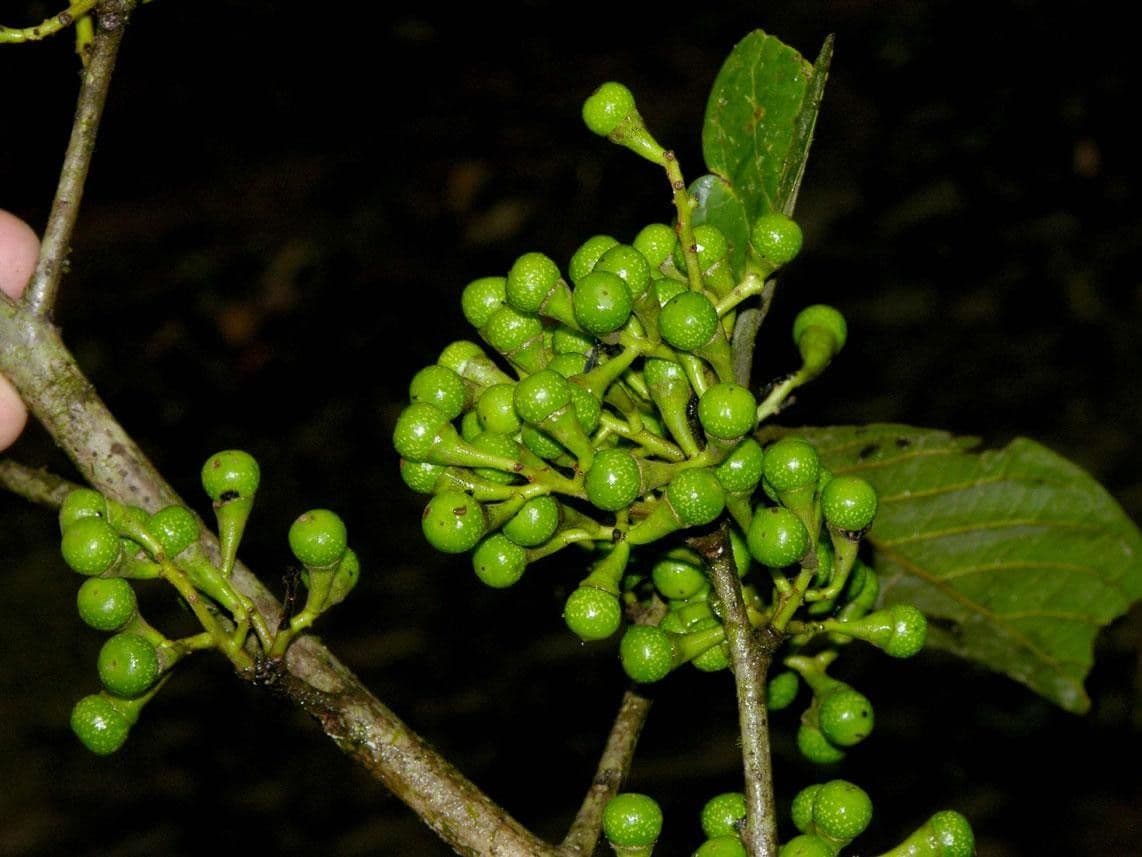 Ocotea 4