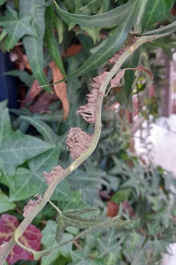 Edera nepalese 16