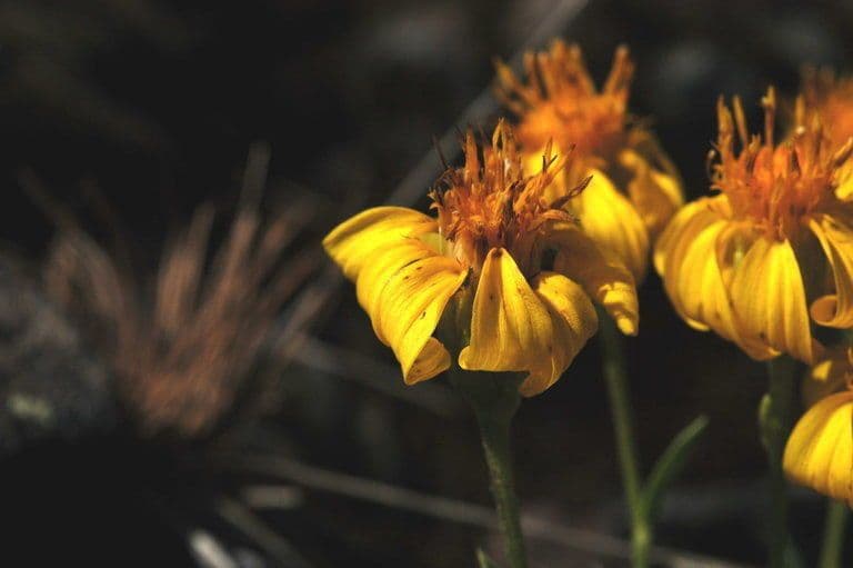Stenotus acaulis 5