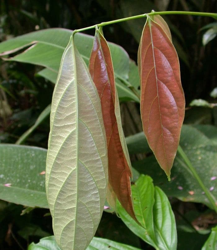 Rourea 5