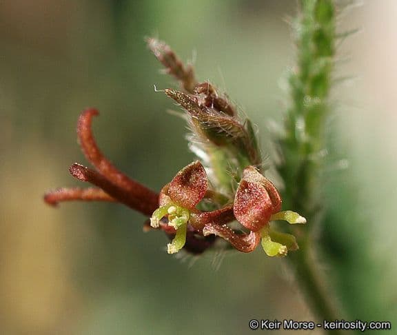 Tragia ramosa 4