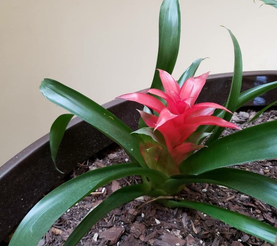 Guzmania monostachia 13