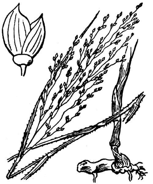 Kriechende Rispe 28