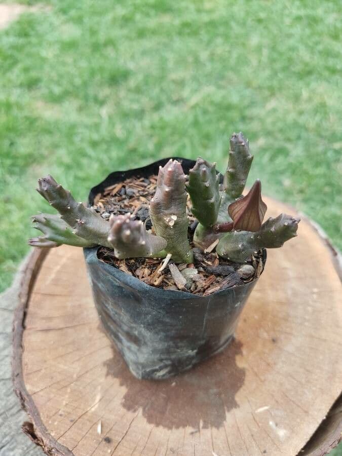 Stapelia 7