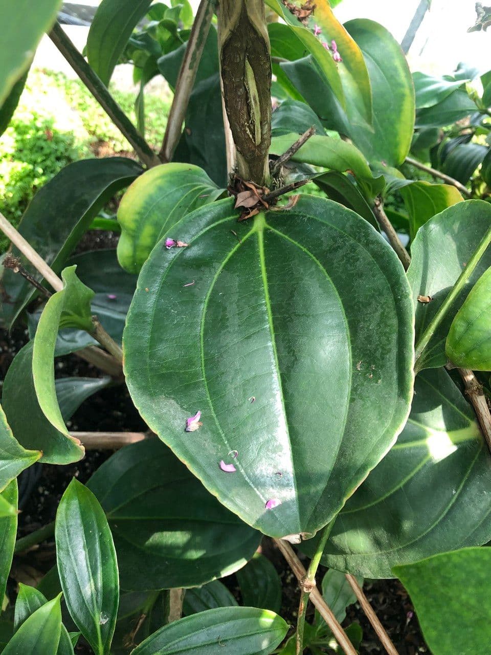 Medinilla 16