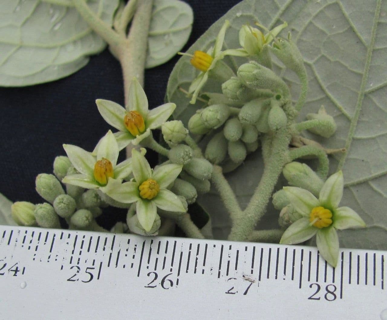 Solanum lepidotum 3