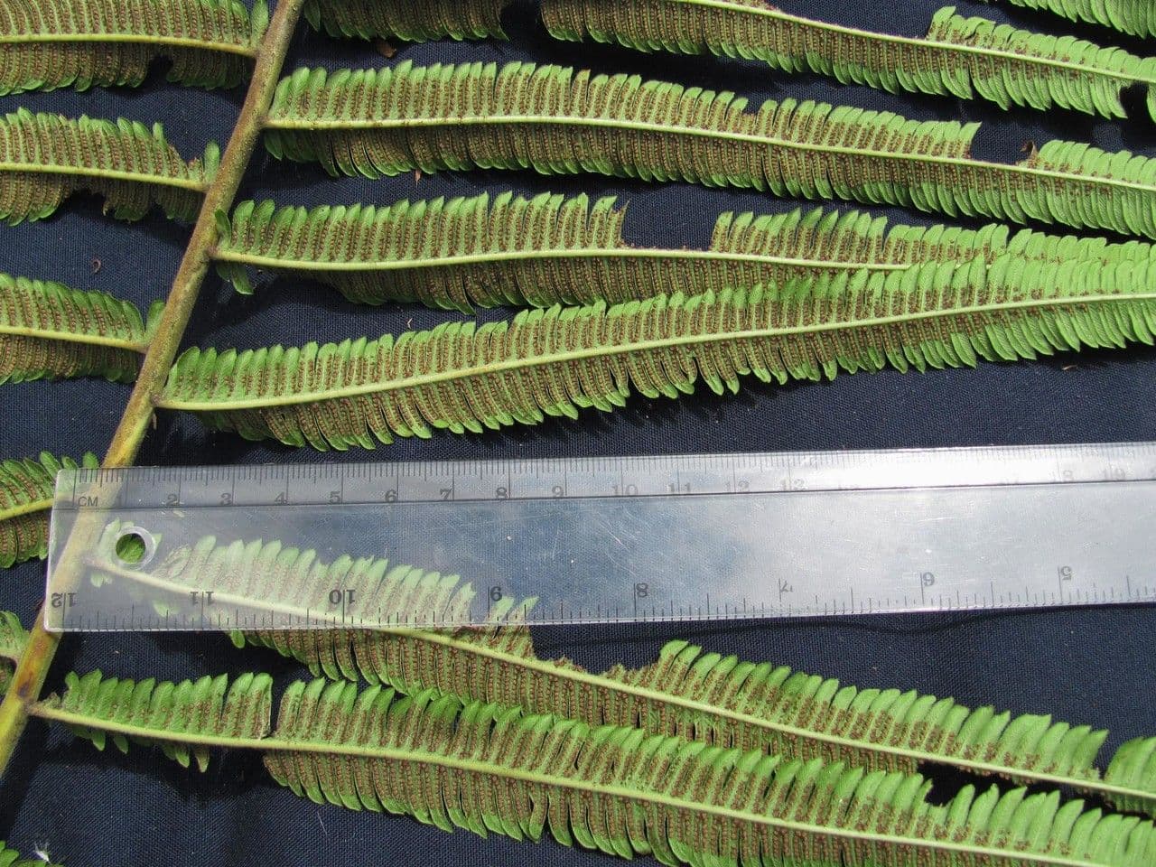 Thelypteris 3